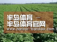 种植基地五(图1)